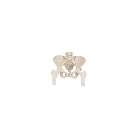 ESQUELETO DE LA PELVIS, FEMENINO,
